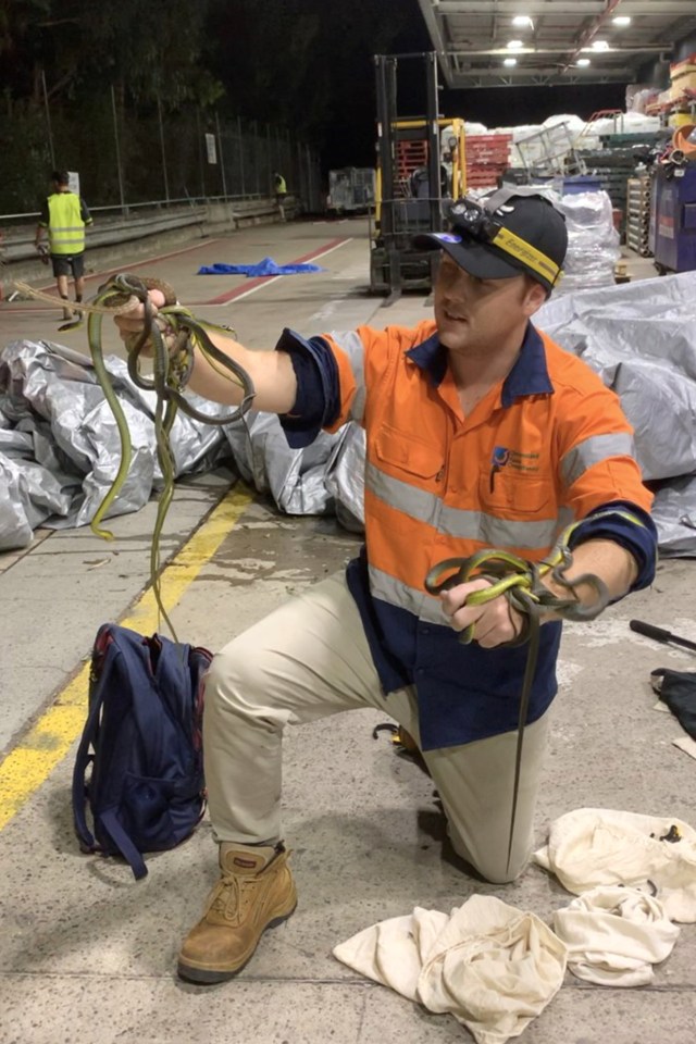  Snake catcher Bryce Lockett is kept busy during the Australian summer