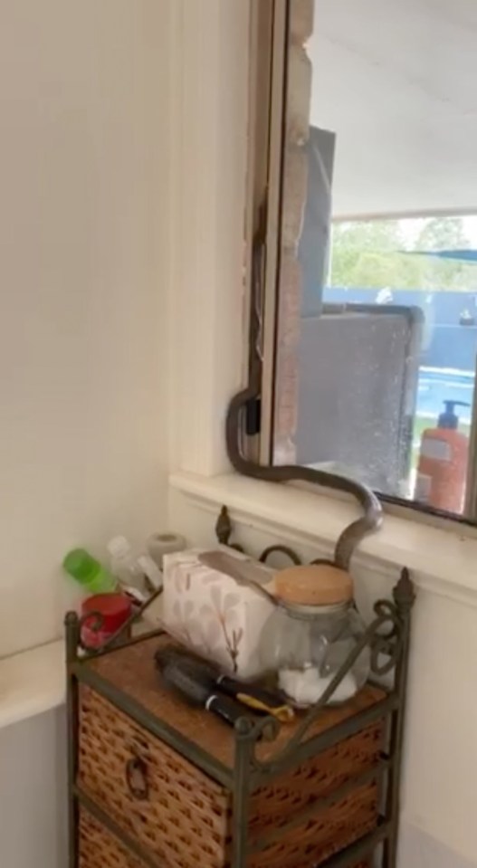  The snake coiled about after being attracted to the window