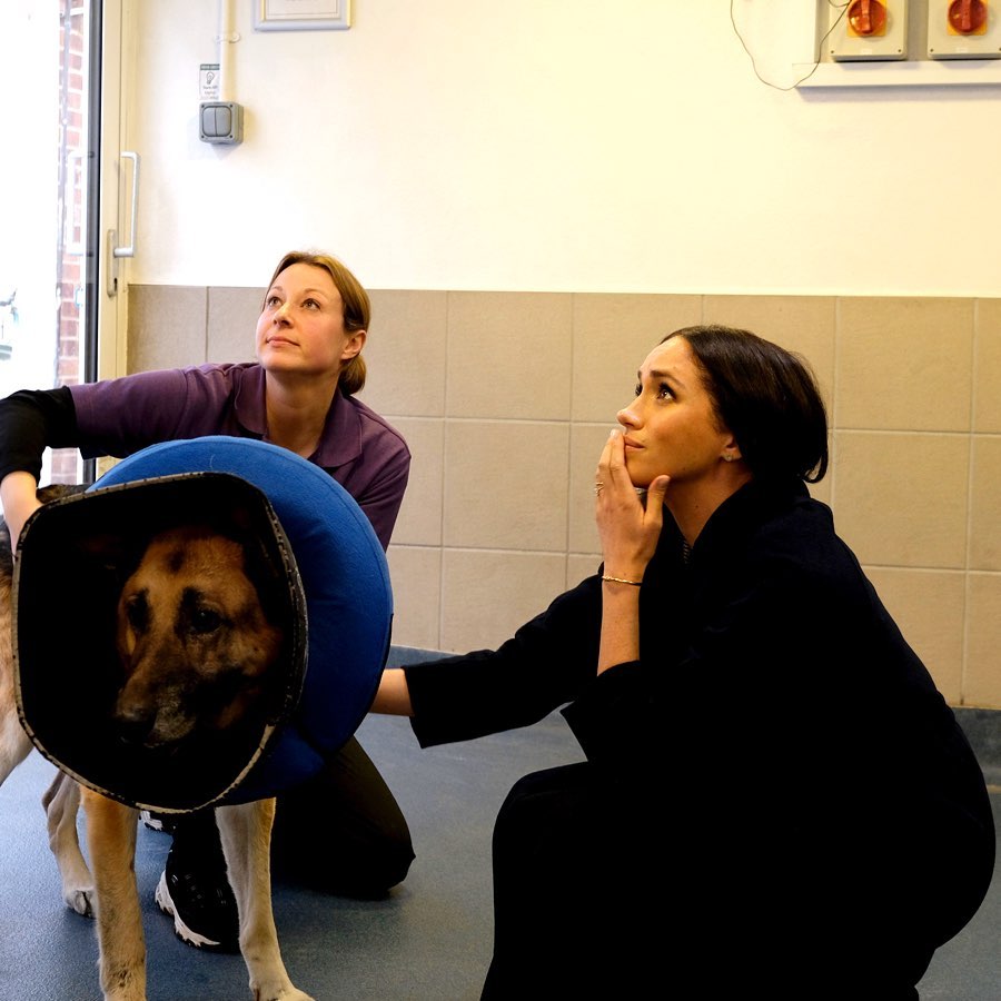  The royal was spotted patting a dog on the visit