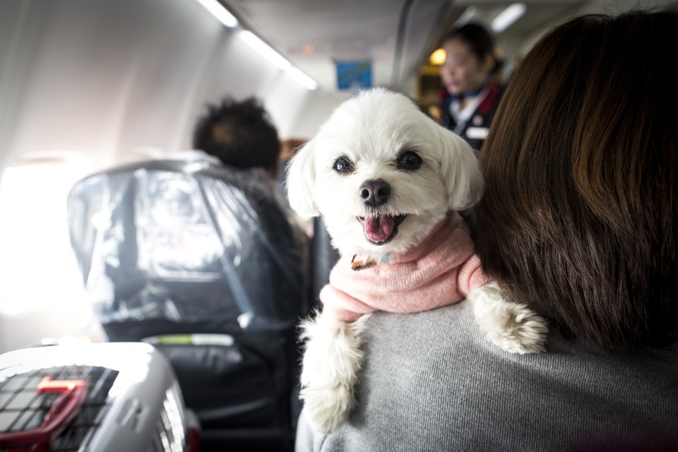 Dogs would need to be trained as service dogs to be allowed on the flight