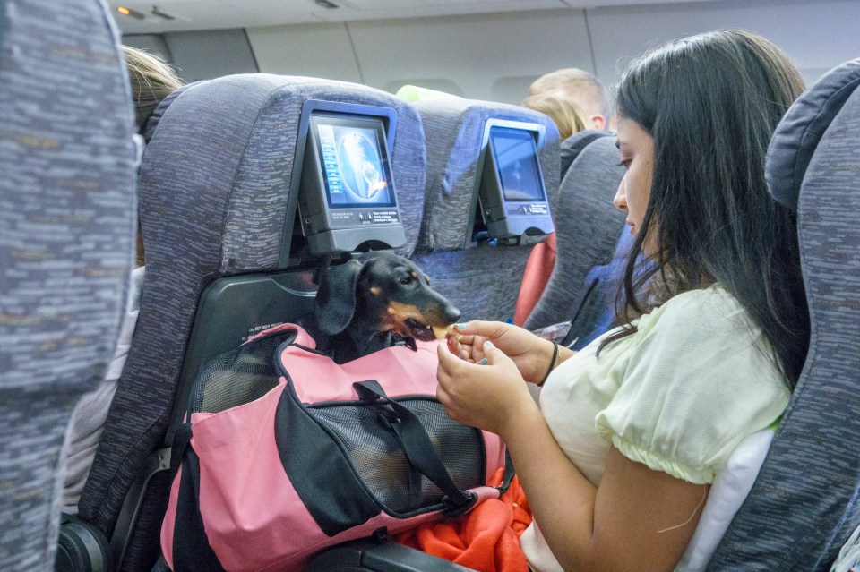 Airlines could soon ban all emotional support animals apart from dogs