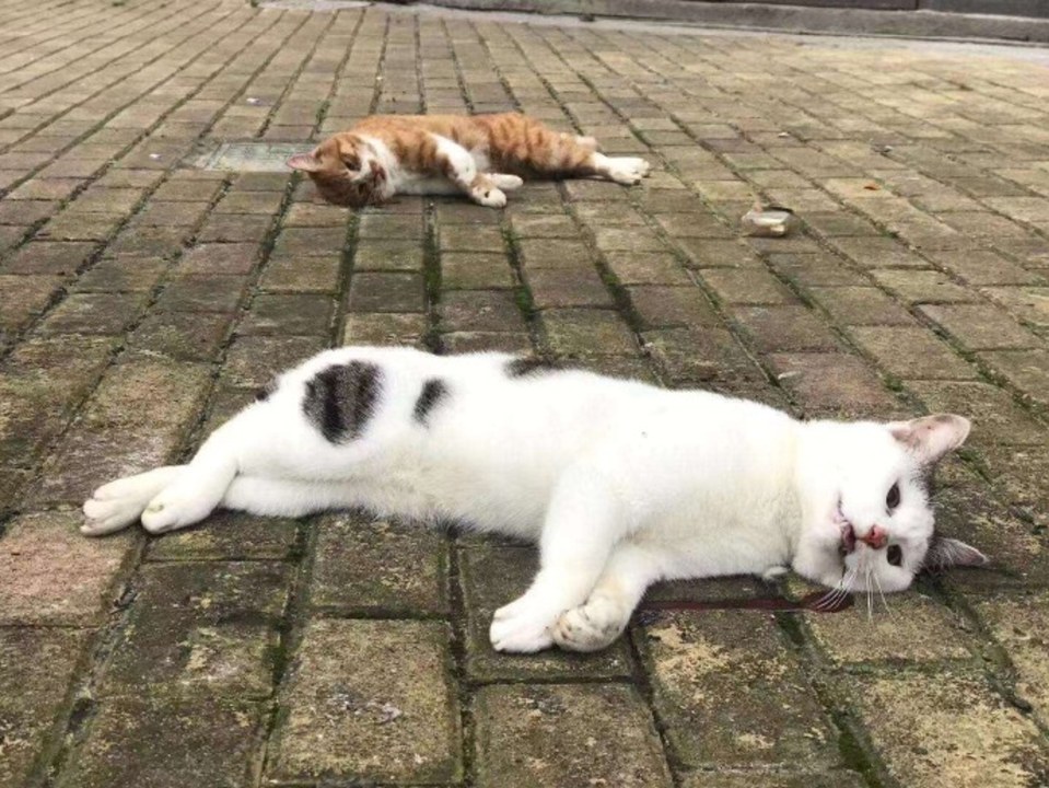 Chilling pictures coming out of crisis-hot China are said to show the bloodied corpses of animals lying in the road