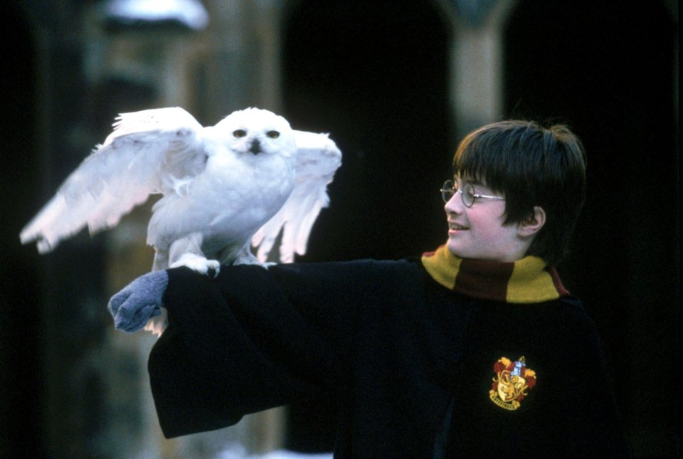 Hedwig was Harry's beloved companion in the books and films 