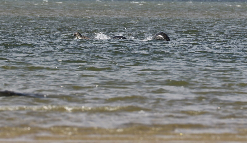  Ian Bremner took this photo in 2017 and friends claimed it showed three seals playing