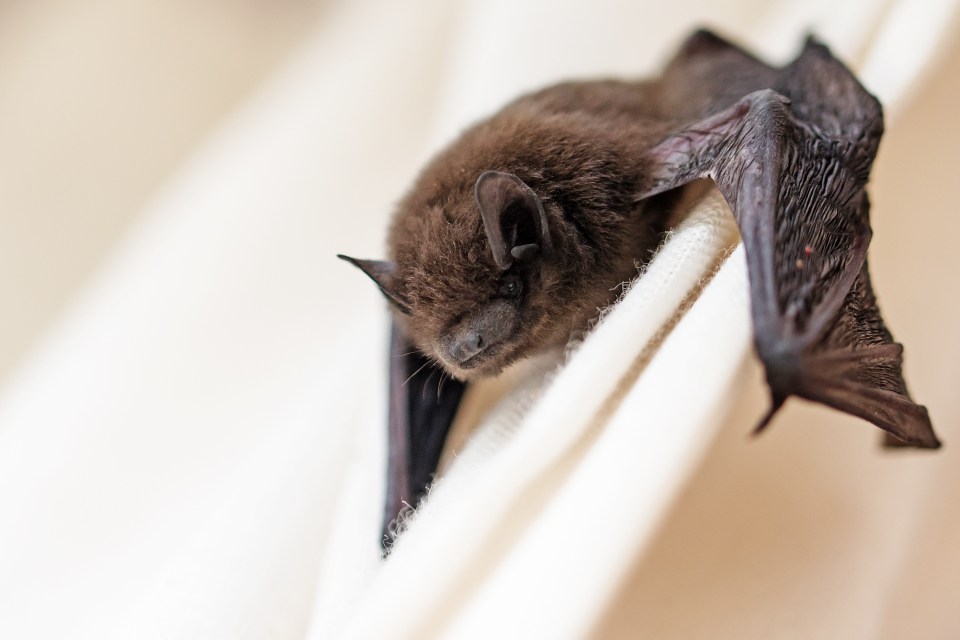 Bats are the probable cause of coronavirus, research suggests