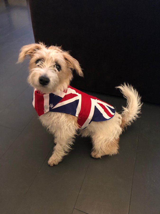  Boris Johnson's dog Dilyn was snapped wearing a Union Jack coat to mark the occasion