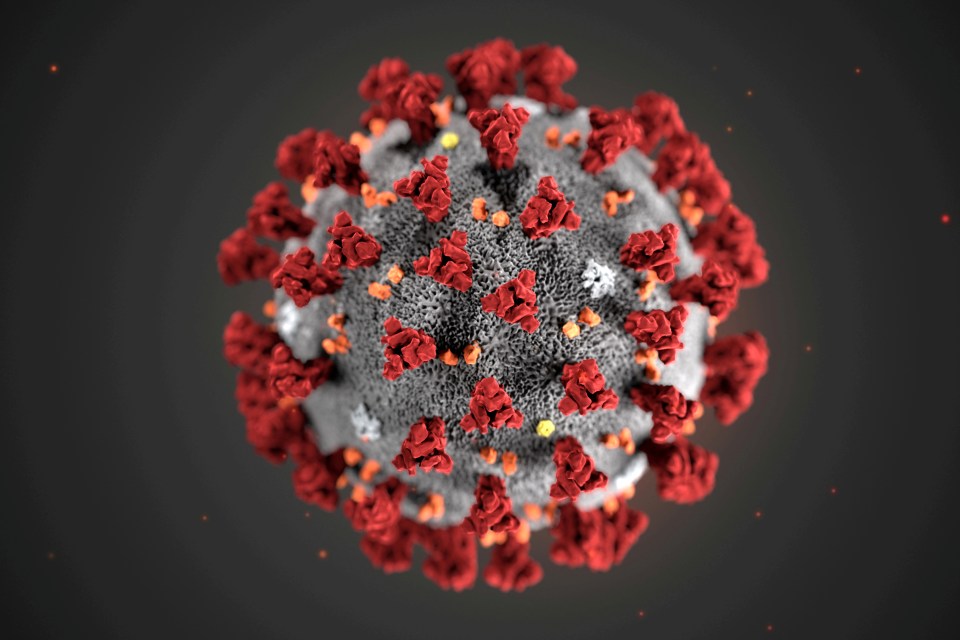  The new coronavirus has been named Covid-19