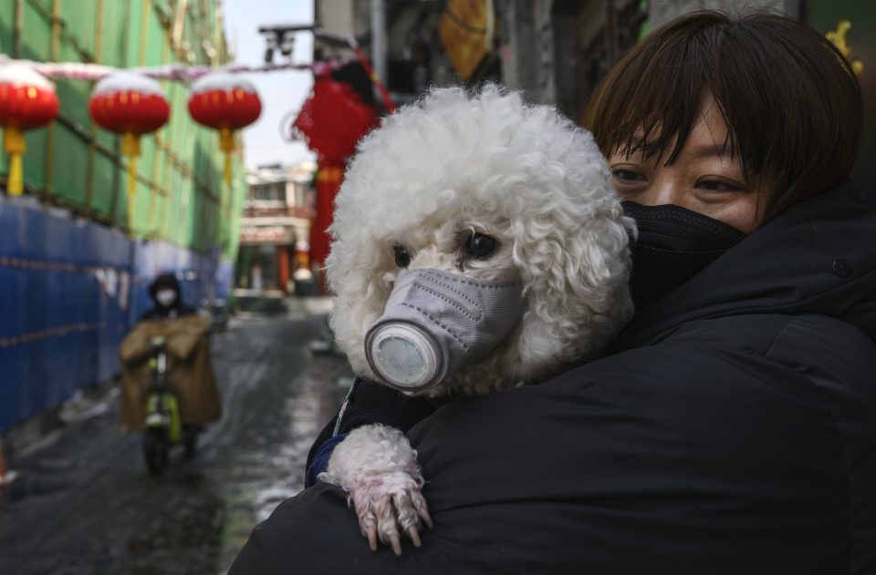  Pet owners have been placing face masks on their pooches as they try and protect them from COVID-19