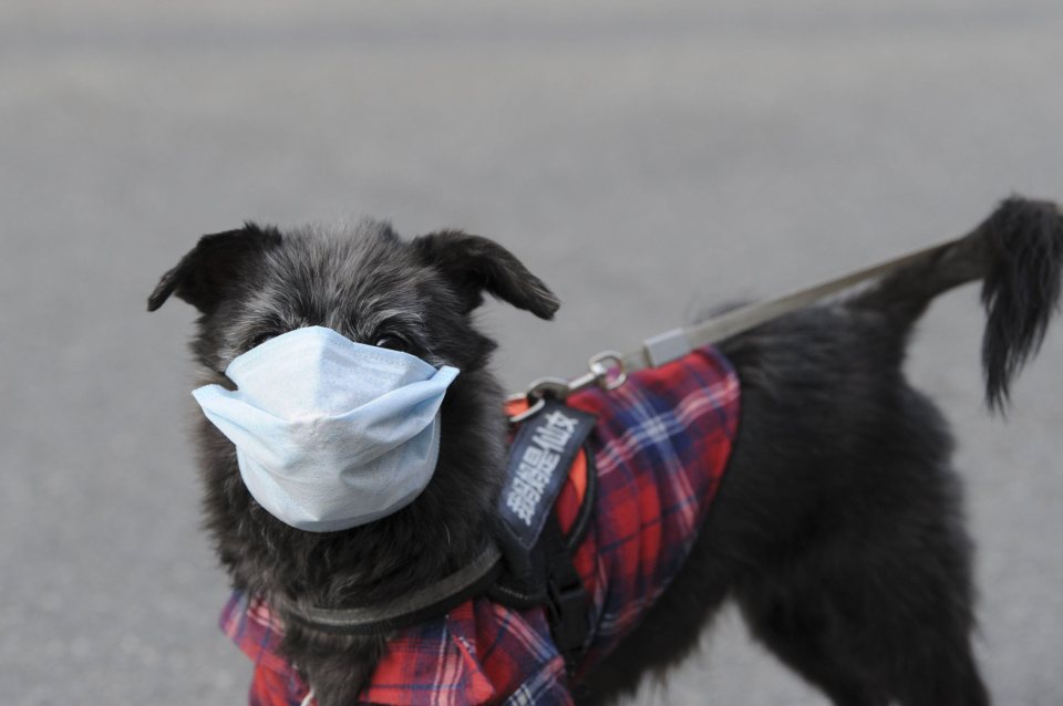  Pet owners are advised to maintain a good habit of hygiene and wash their hands thoroughly after touching their animals