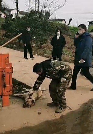 An official wearing a face mask touches what is believed to be a lifeless dog