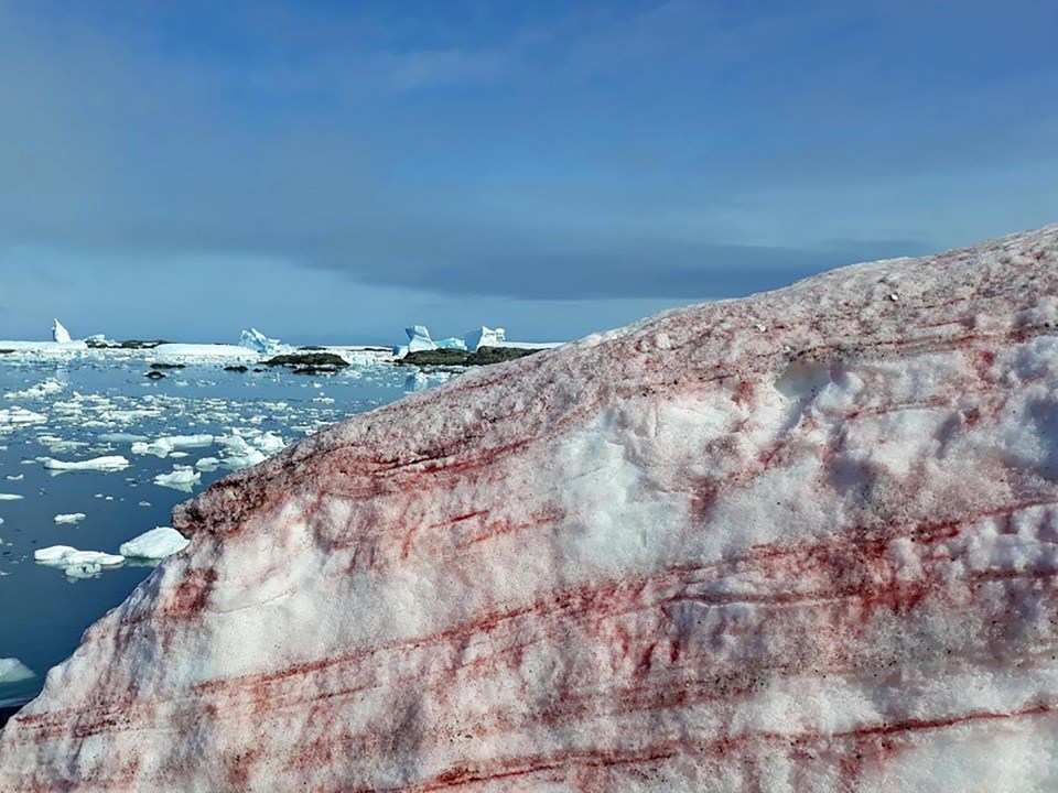  Scientists have compared the ripples of red to raspberry jam