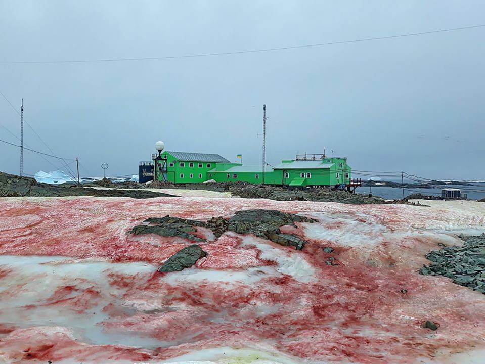  The sheer amount of algae indicates the extent of the warming in Antarctica