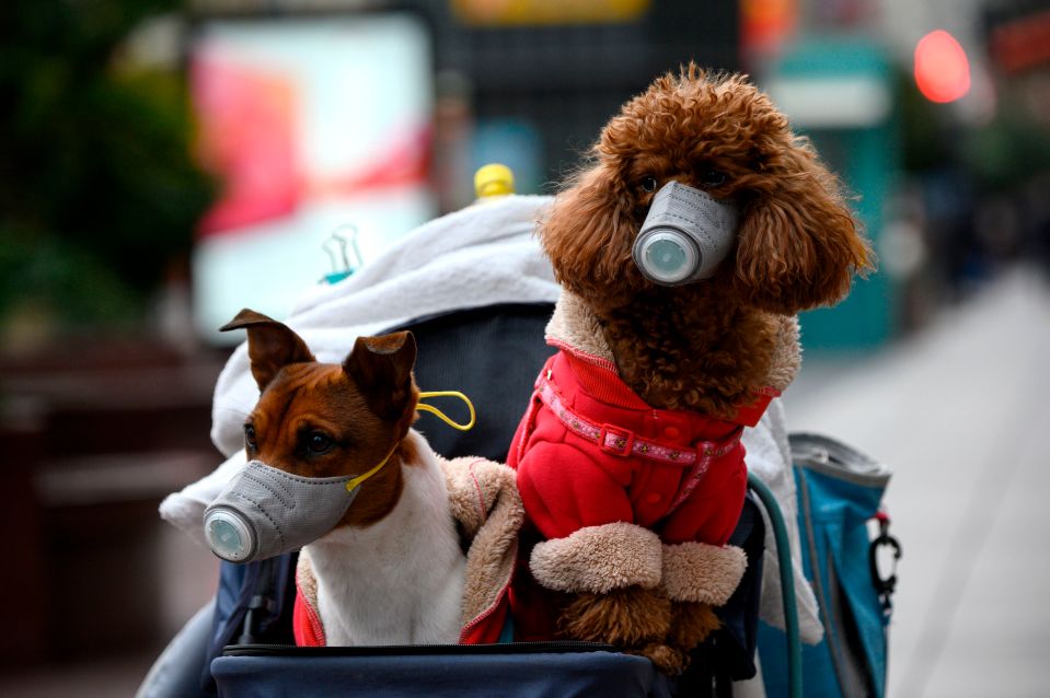  The Pomeranian is believed to be the first case of a pet having coronavirus