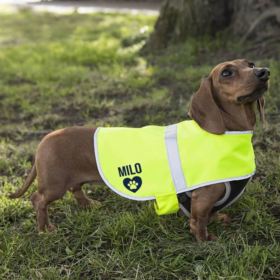 This reflective coat provides your dog with extra protection in low lighting