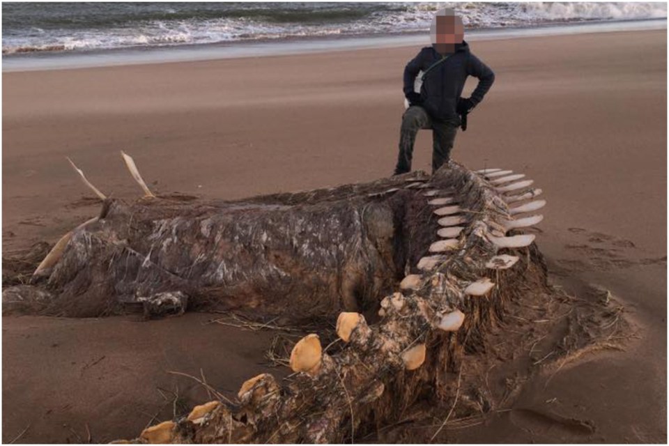  Mystery skeleton washed up on Scottish beach