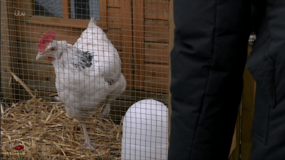  Yasmeen spent a lot of time caring for her chickens