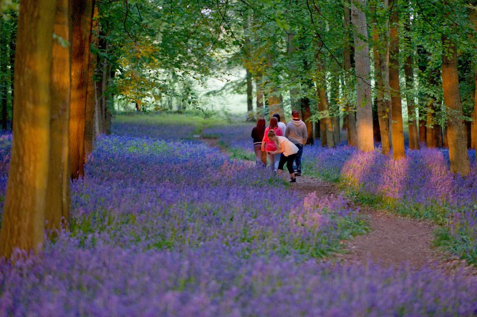 The National Trust are opening all of their parks and gardens for free