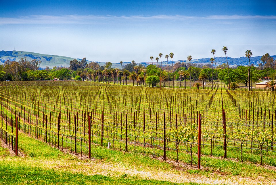  California's Napa Valley is famous for its vineyards which attract wine-loving travellers