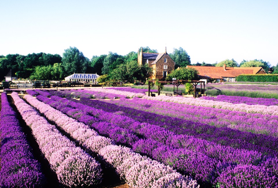  But Norfolk Lavender spreads over 100 acres and has tours of the fields and the distillery that produces the oil