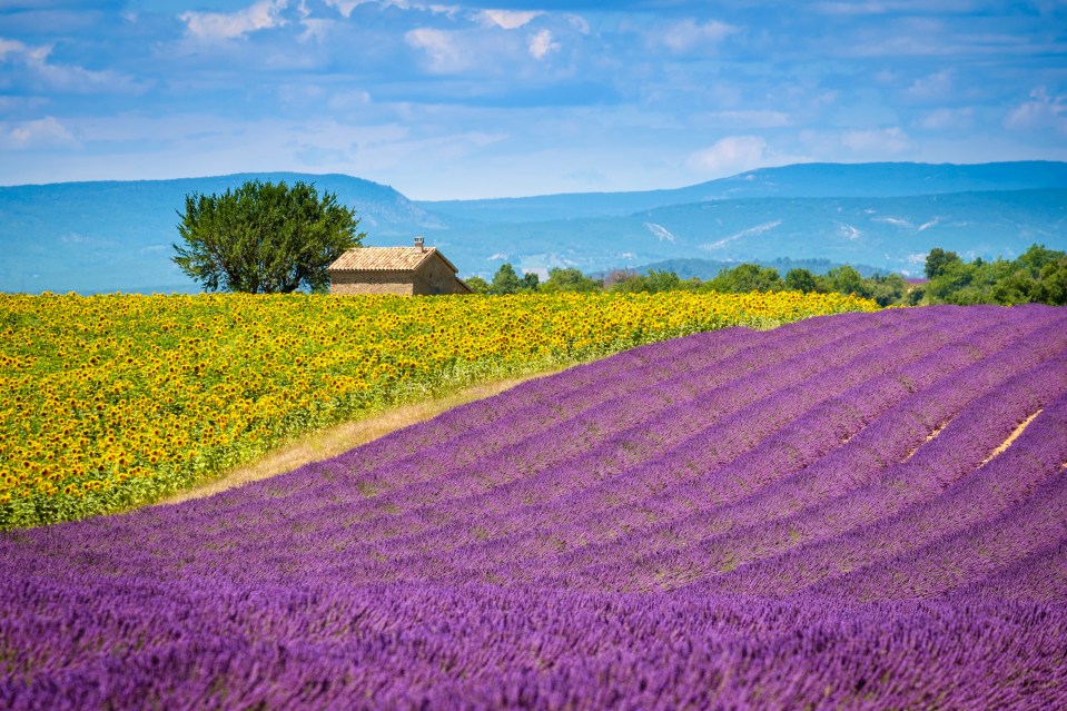  Provence has been attracting tourists for decades with its beautiful lavender fields