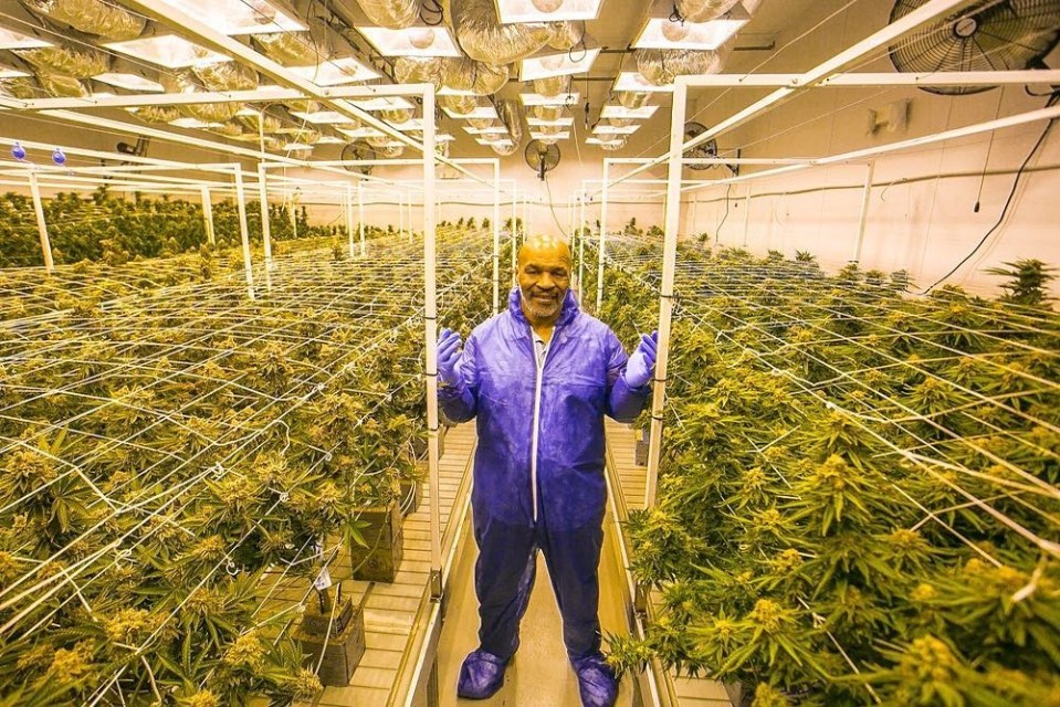  Mike Tyson is hoping to make a pretty penny out of his marijuana resort