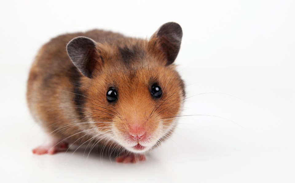  Darlington locals found a bunch of hamsters meant to be snake snacks and liberated them