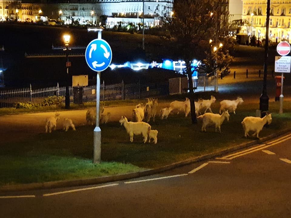  It is thought that police chased 12 goats out of the town