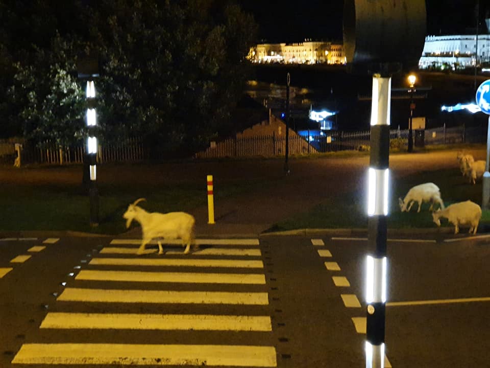  The cheeky goats have been strolling around the streets at night