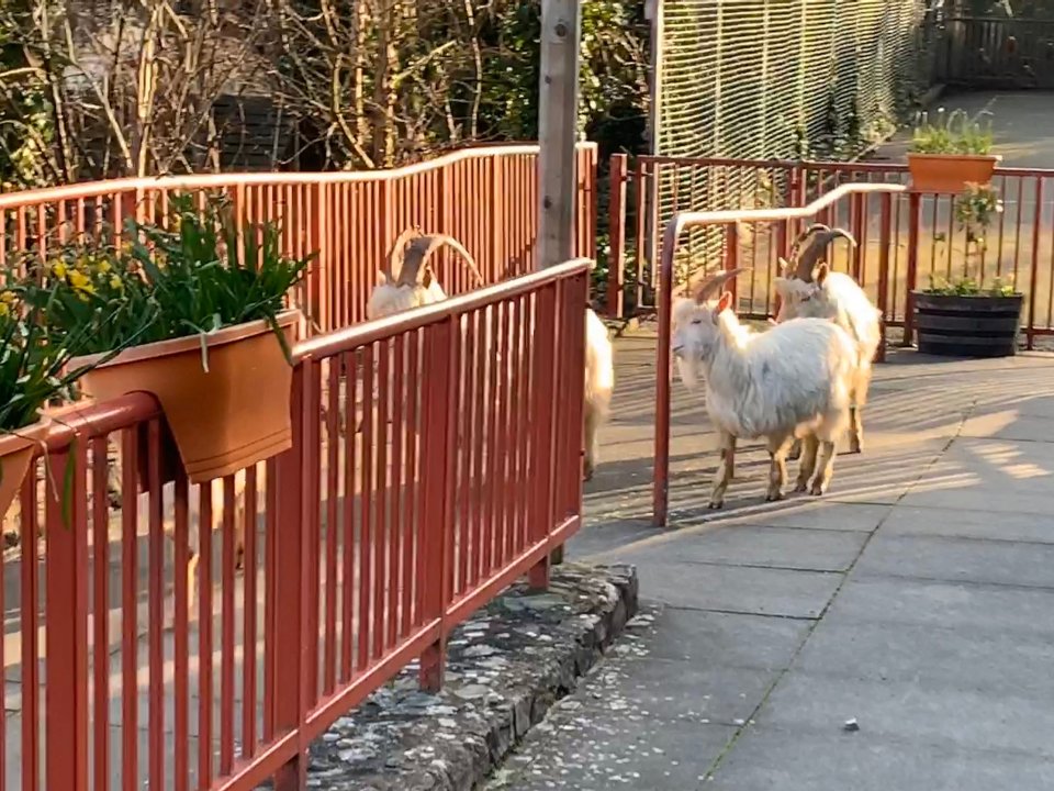  While the UK is in lock down, the goats have taken it upon themselves to make use of the excess space