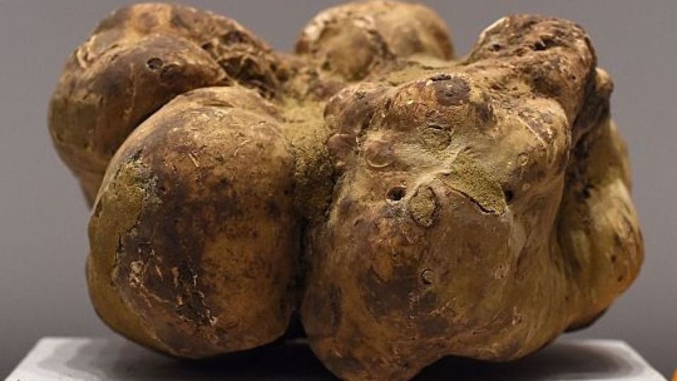  The organic molecules discovered on Mars can also be found in white truffle