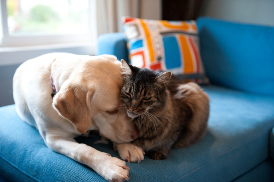  Make sure you wash your hands after touching your pets