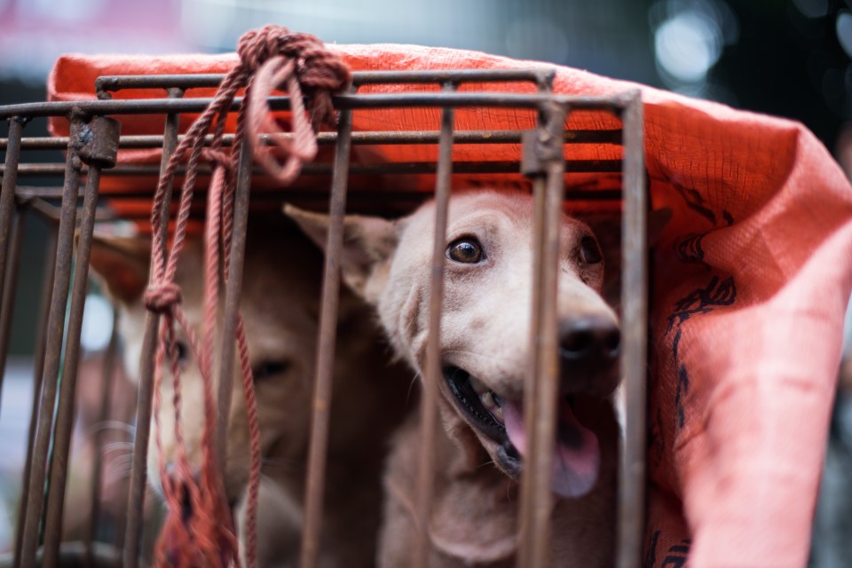  Dogs in cramped cages await slaughter at Yulin