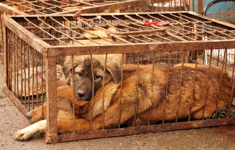  Dogs can't even stand up in the cruel cages