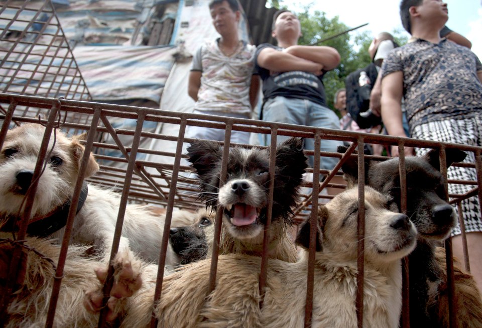  Dogs are sold live for meat at Yulin