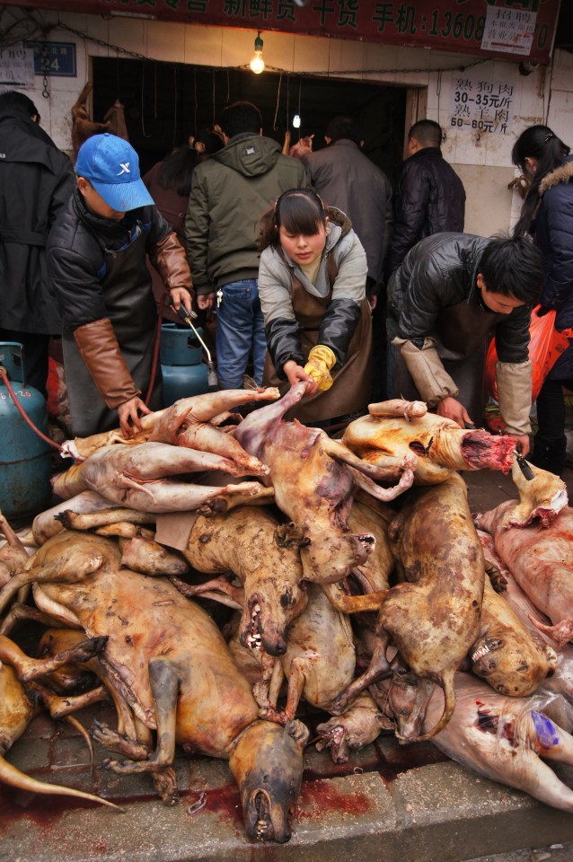  Dog carcasses piled up for a winter solstice feast in Guizhou, China