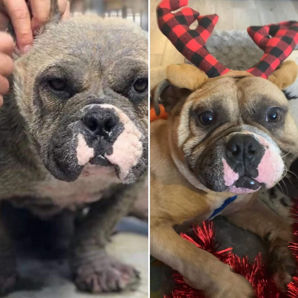  A bulldog rescued by Slaughterhouse Survivors before and after