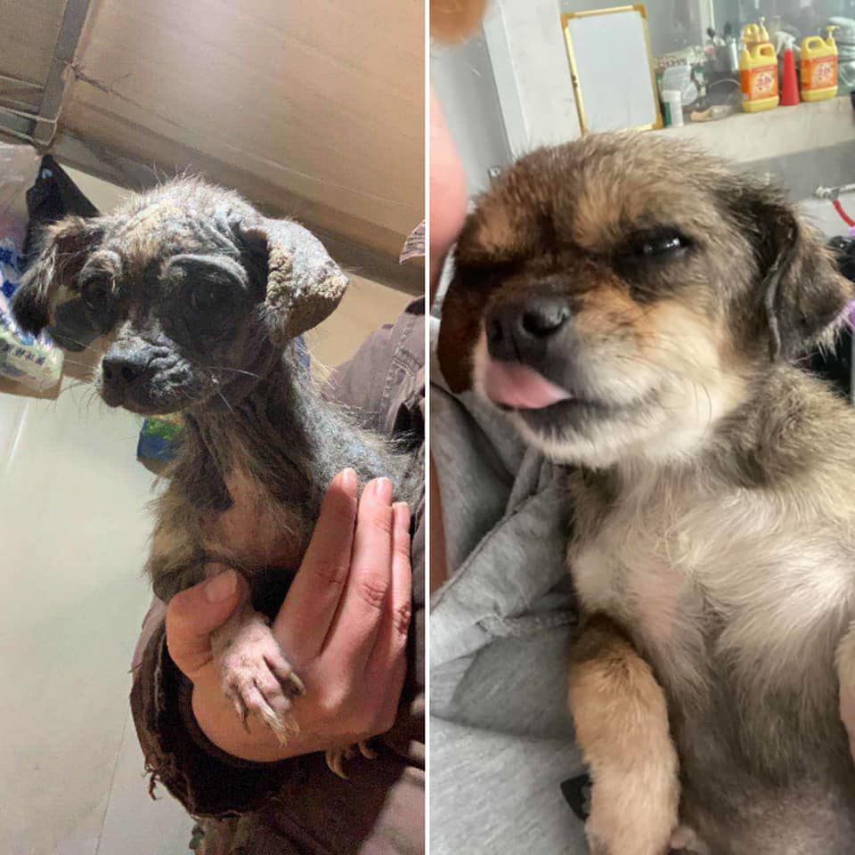  A rescued dog before and after the charity's care