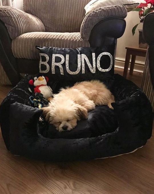  Bruno was rescued from a market in Thailand by Imogen and her ex boyfriend