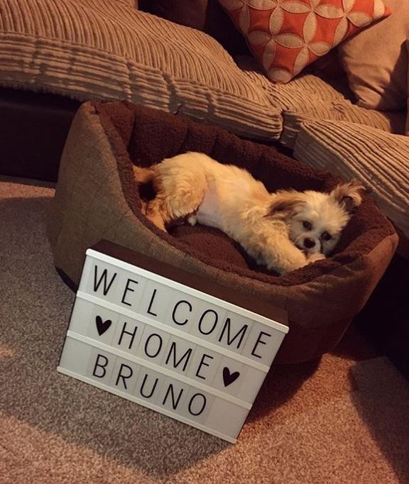  Imogen has matched Bruno's bed to her sofa