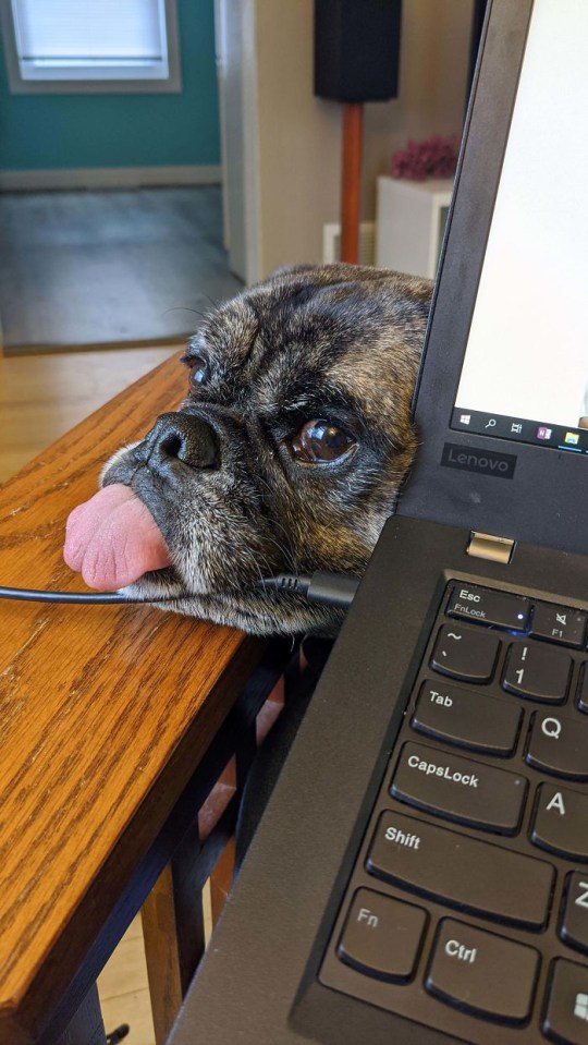 This sweet shot shows a dog trying to distract its owner