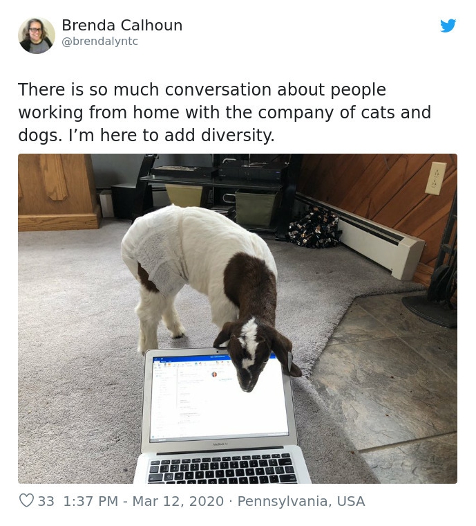 One social media user shared a photo of her pet goat inspecting her laptop