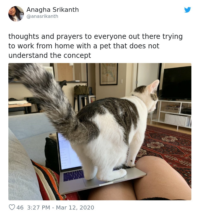 The owner of this cat shared ‘thoughts and prayers’ with every pet owner attempting to work from home