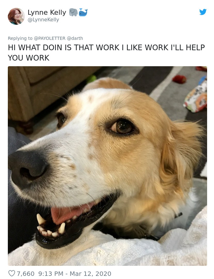 Dogs are particularly chuffed to see their owners at home