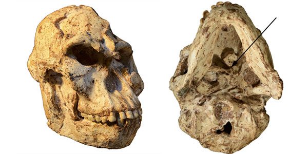  Little Foot's skull housed a brain three times smaller than that of a modern human