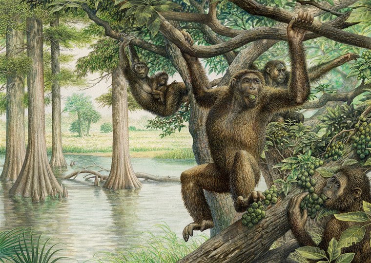  It's long been known that ancient human-like apes, such as Rudapithecus (pictured), swung through trees millions of years ago