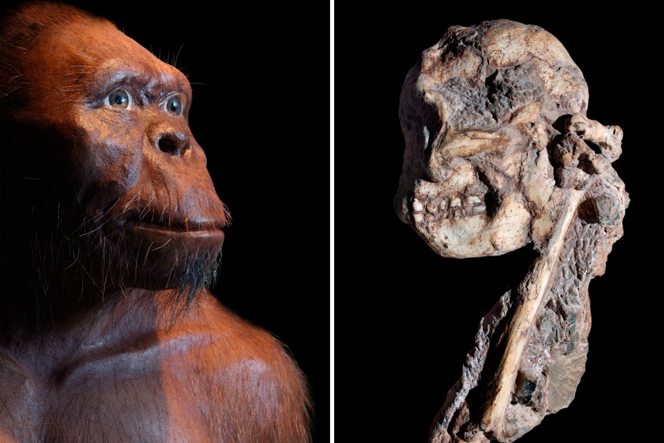  The early human 'Little Foot' (model left; skull right) swung through trees 3.6million years ago