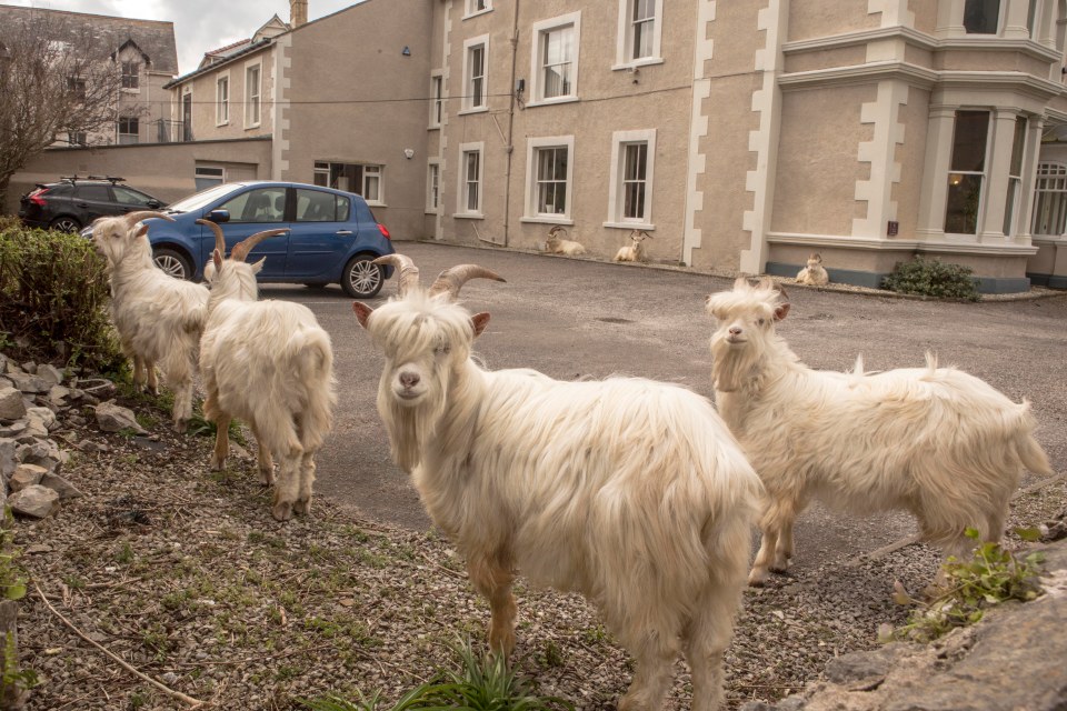  Pub landlord Andrew Stuart said he thought he was 'seeing things' when he spotted the goats