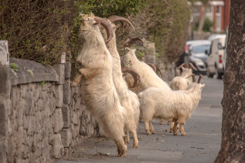  Police attempted to chase the goats back to where they had come from