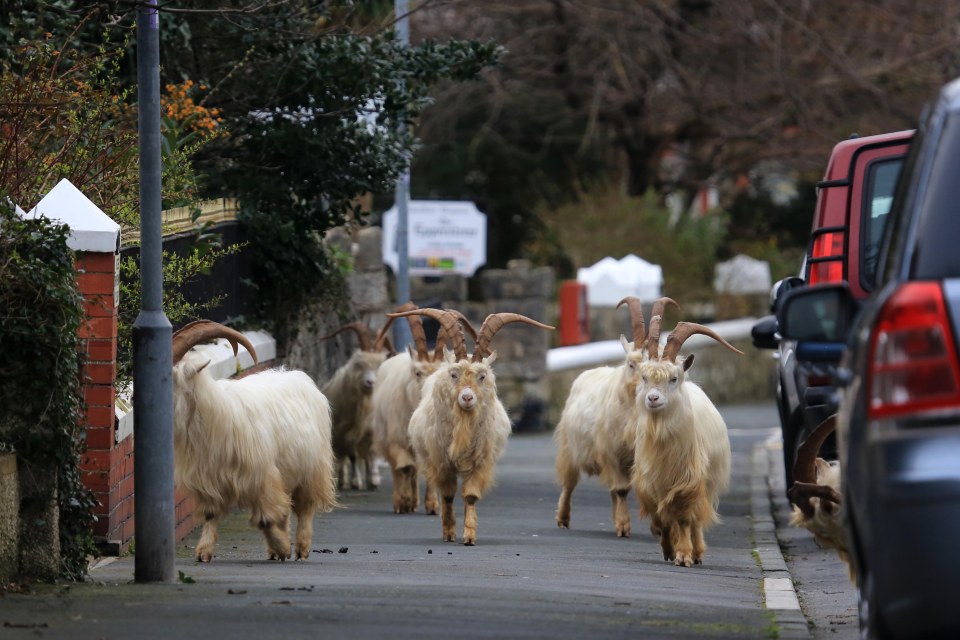  Goats in North Wales have taken advantage of the empty streets and began roaming free