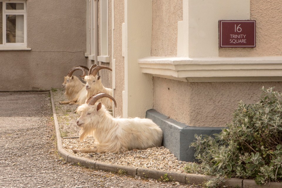  Despite bets efforts from the police, the goats returned the next morning